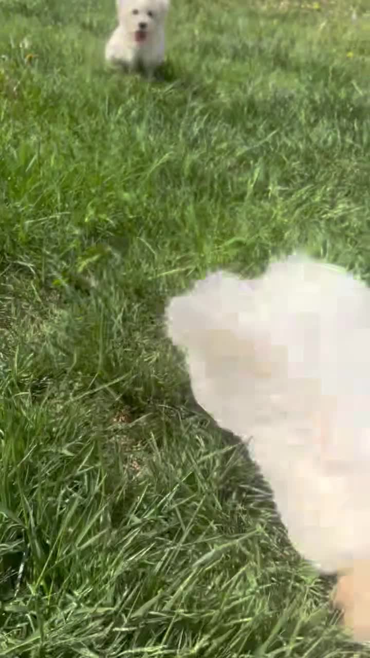 Maltipoo dogs for sale: Maltipoo Puppy 1 - Video 2