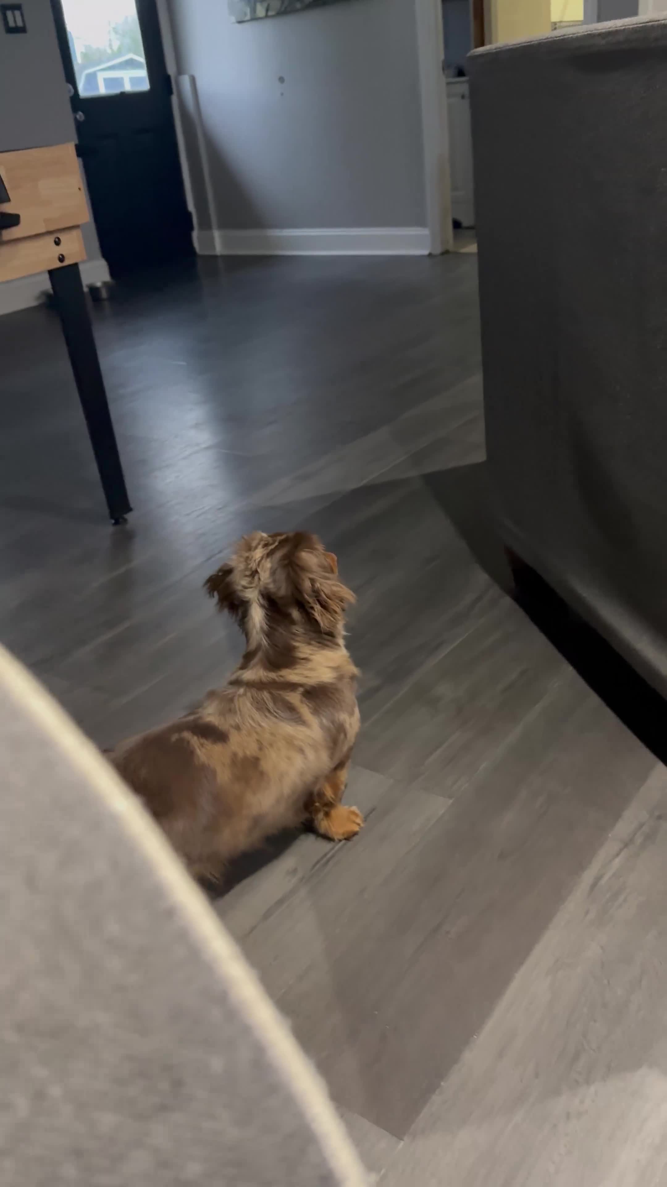 Miniature Dachshund dogs for sale: Miniature Dachshund 1 - Video 1