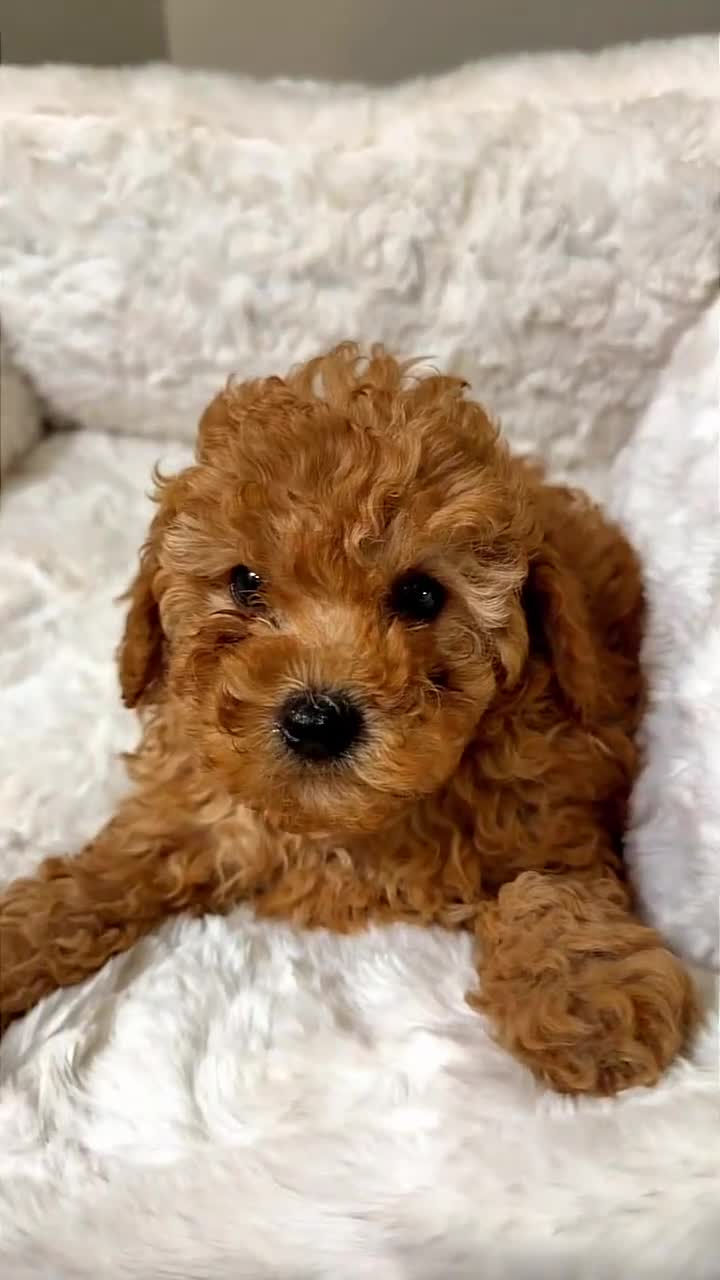 Toy Poodle dogs for sale: Louie  - Video 1