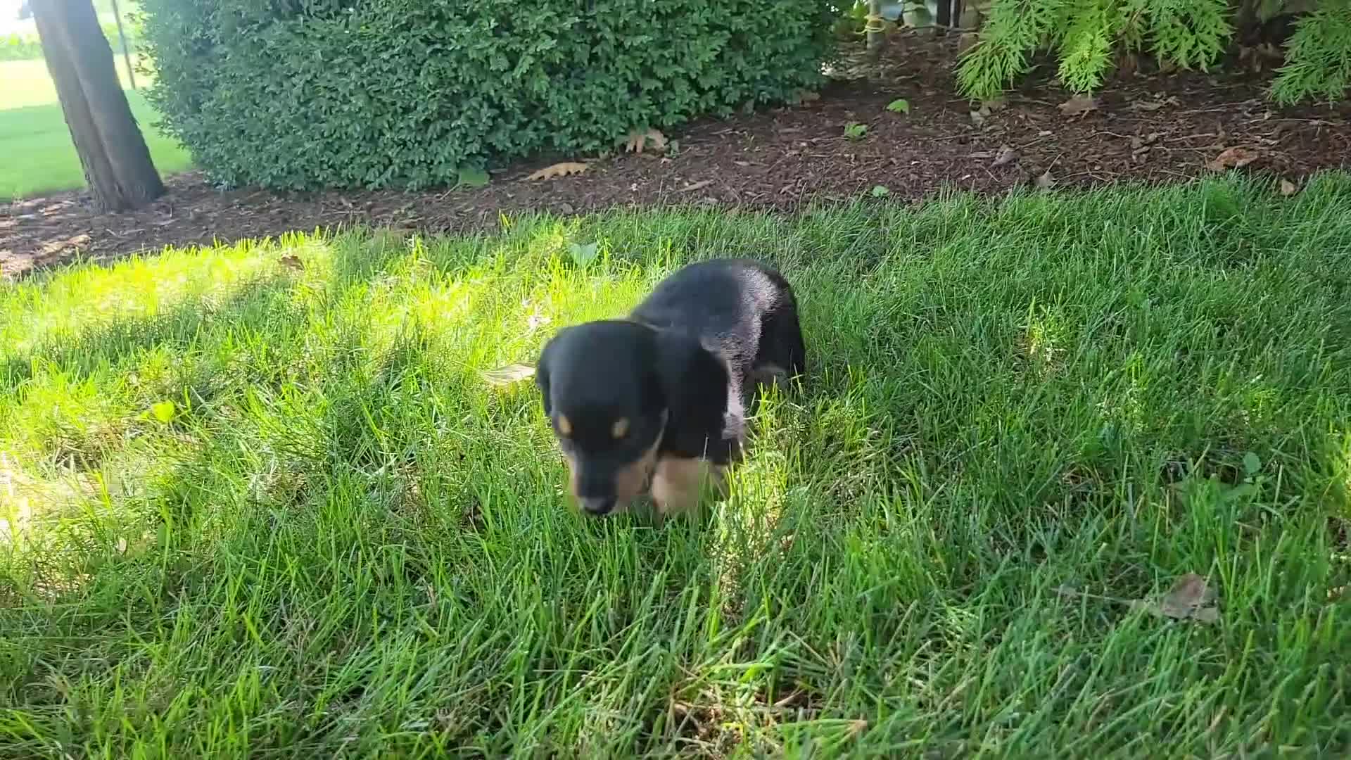 Miniature Dachshund dogs for sale: Vivian  - Video 2