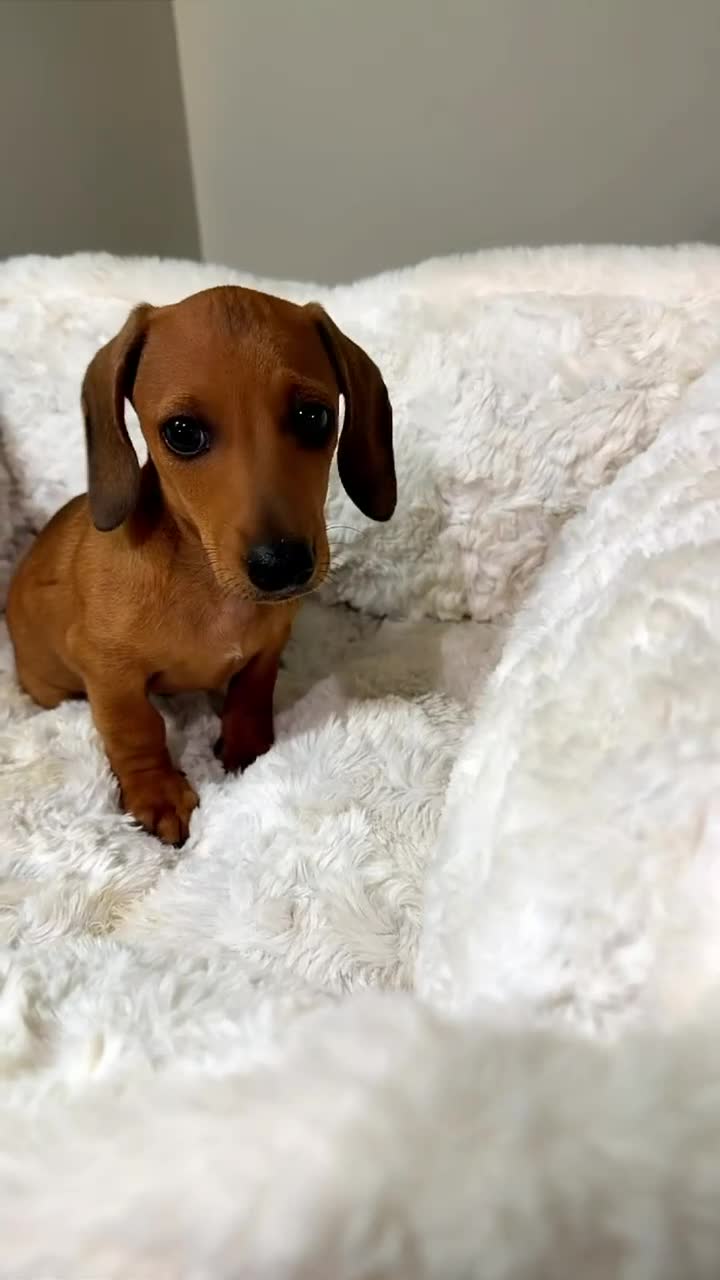 Dachshund dogs for sale: Toby  - Video 1