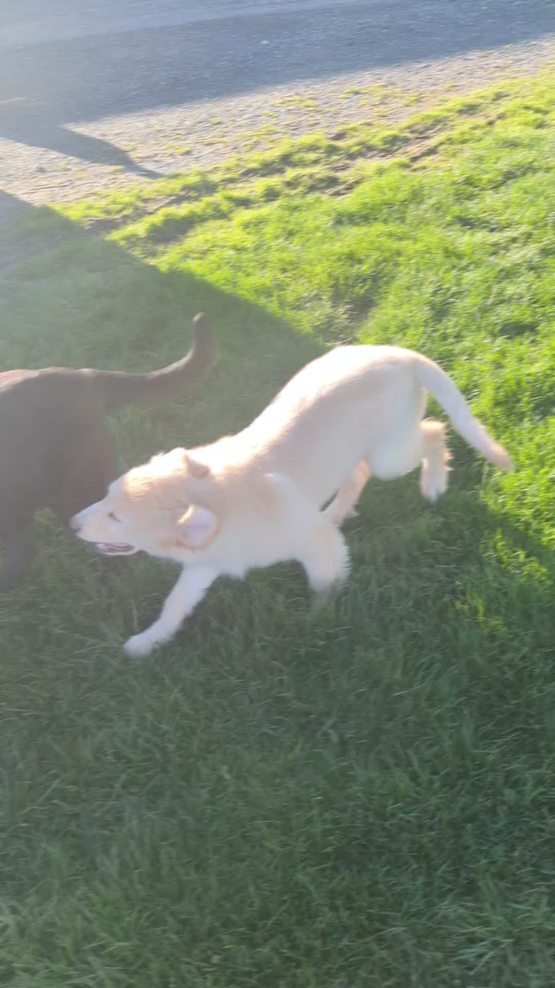 Golden Retriever dogs for sale: Charlie  - Video 1