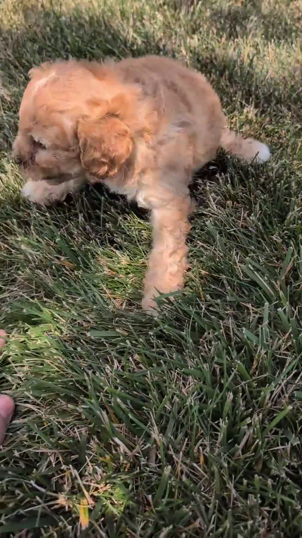 Cavapoo dogs for sale: Mya - Video 1