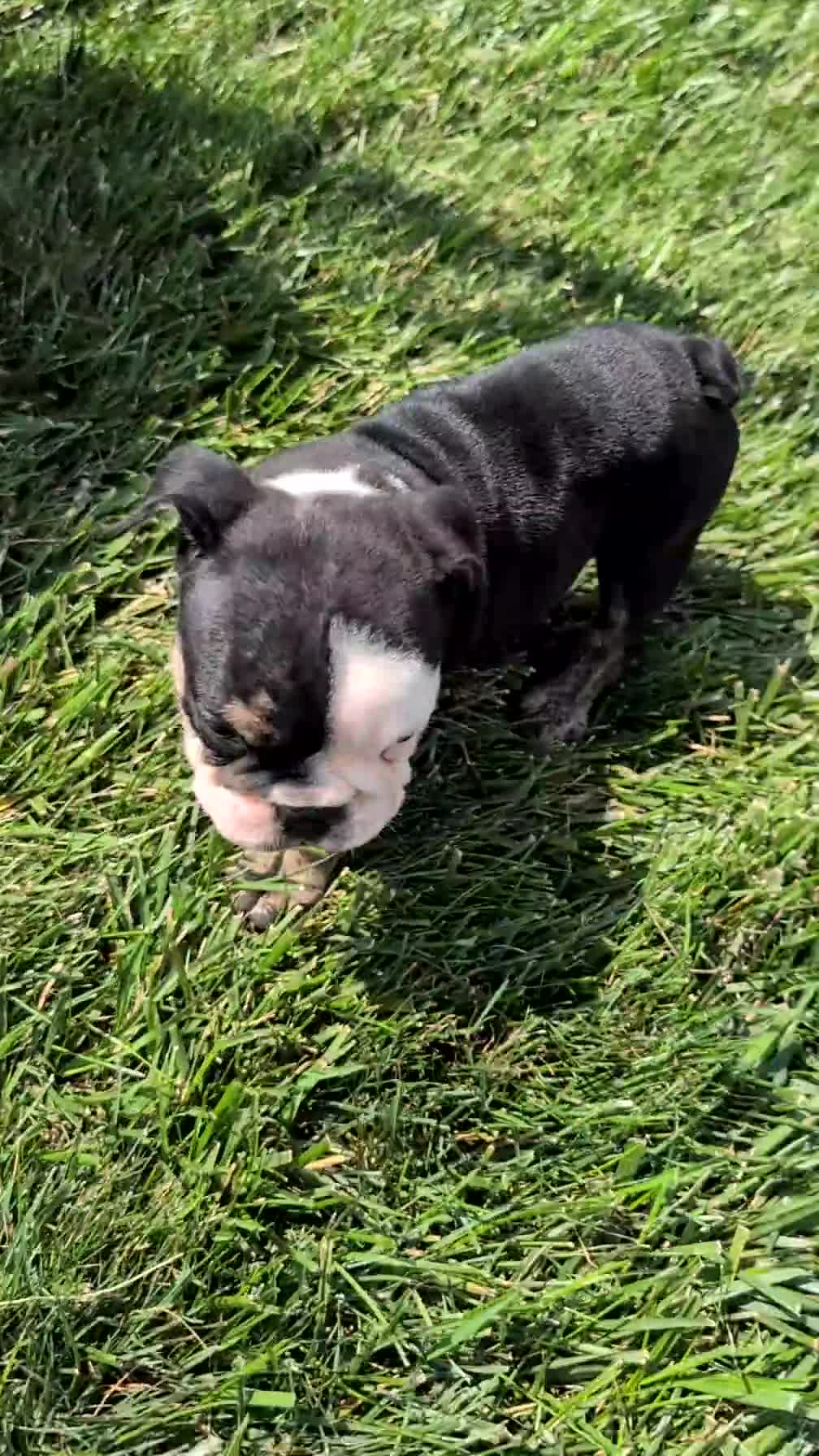 English Bulldog dogs for sale: Zoey - Video 1