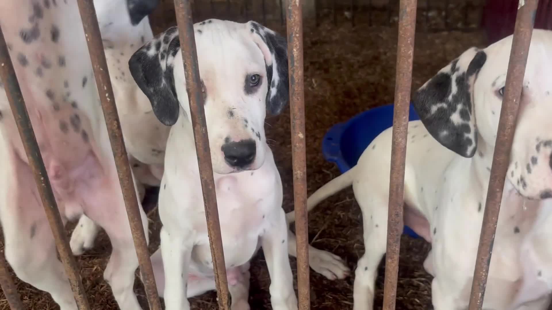 Mixed Breed dogs for sale: Rowan - Video 2