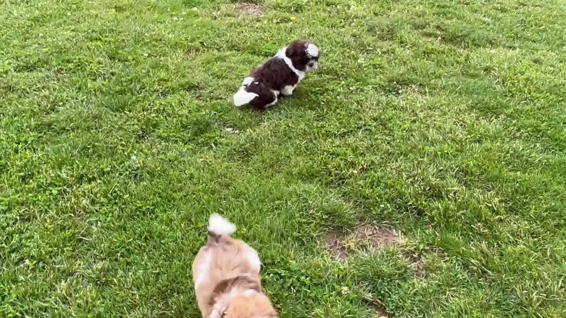 Shih Tzu dogs for sale: Nicola - Video 1