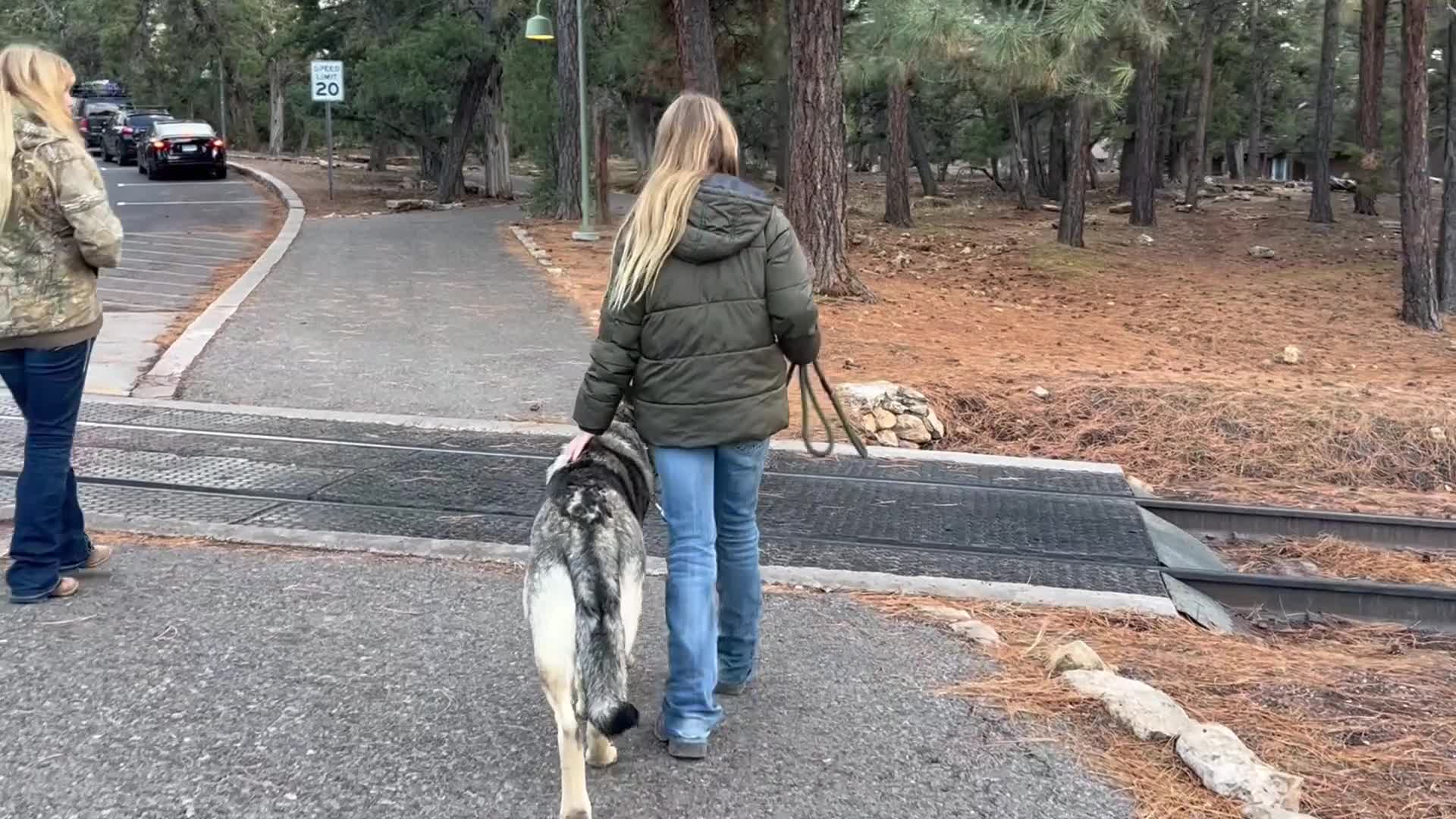 German Shepherd dogs for stud: Redbirds Scout - Video 3