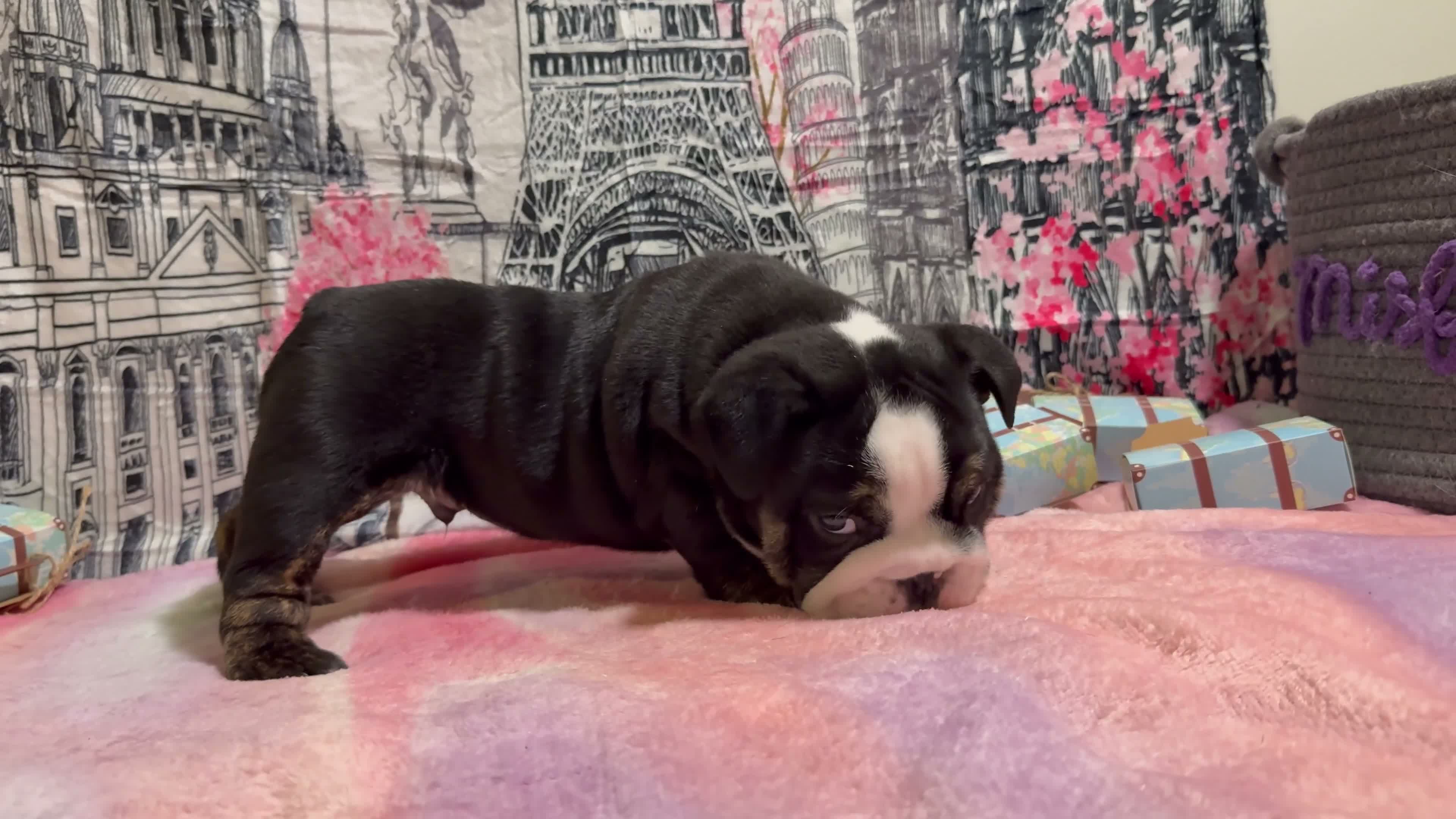 English Bulldog dogs for sale: Rome - Video 1