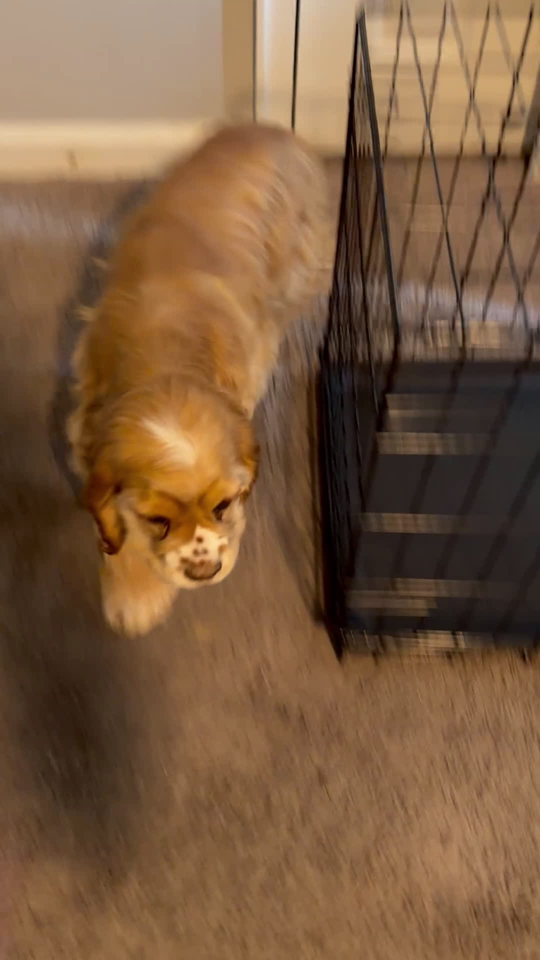 Cocker Spaniel dogs for sale: Byrce - Video 3