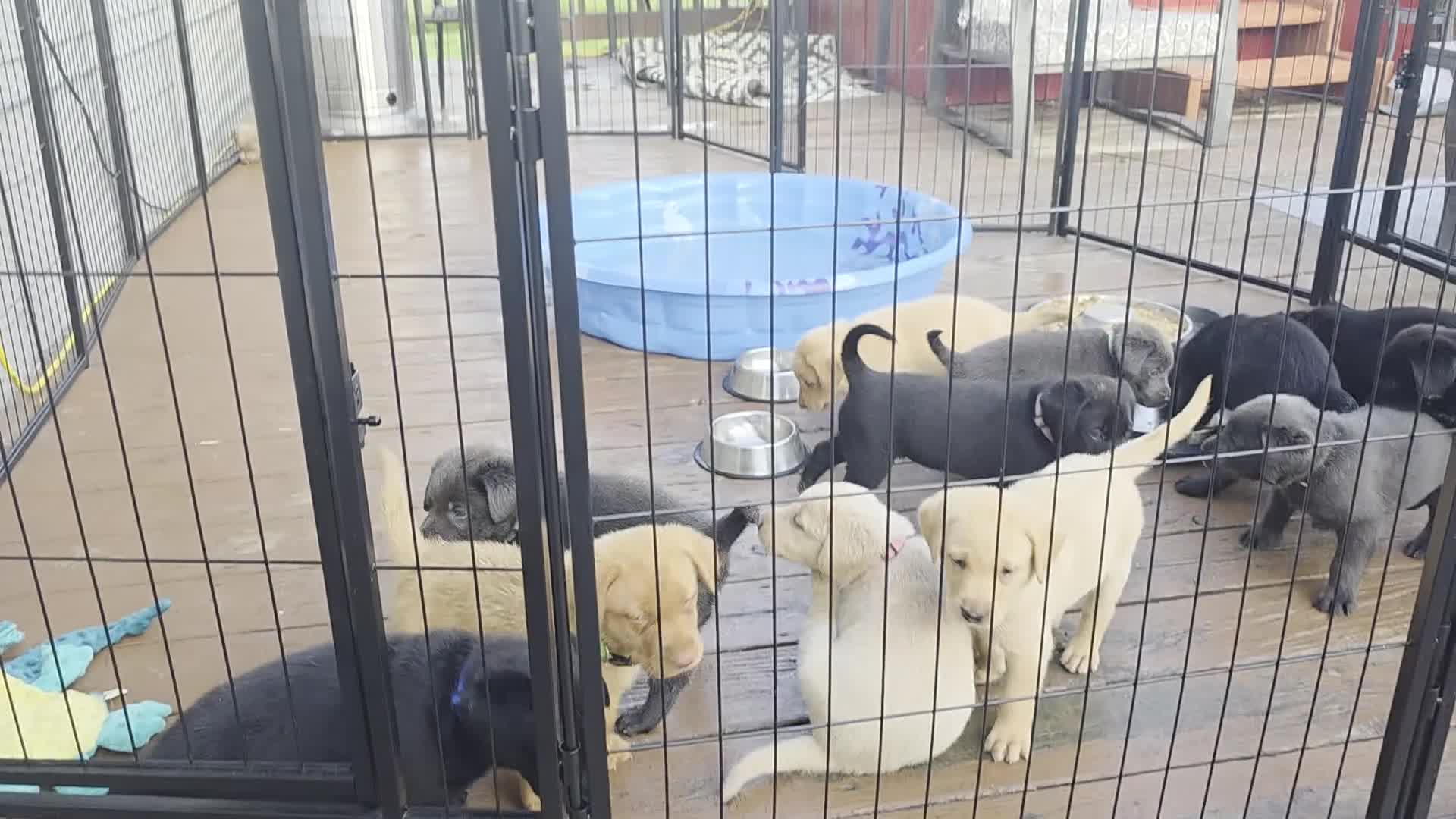 Labrador Retriever dogs for sale: Luigi - Video 6