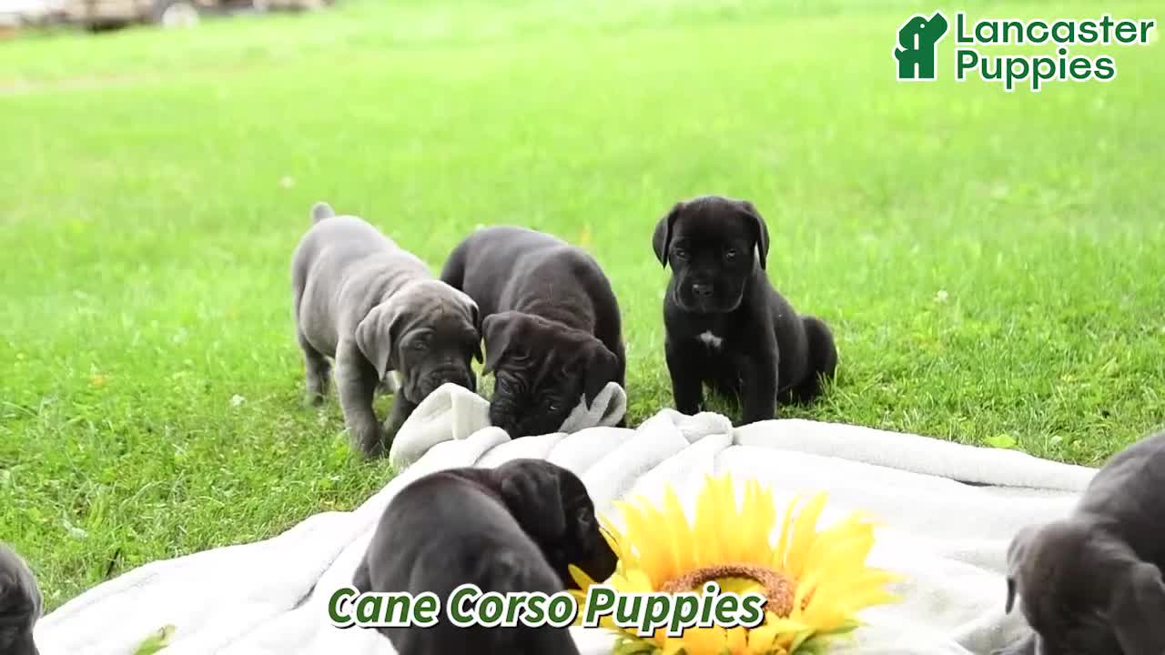 Cane Corso dogs for sale: Bella   - Video 1