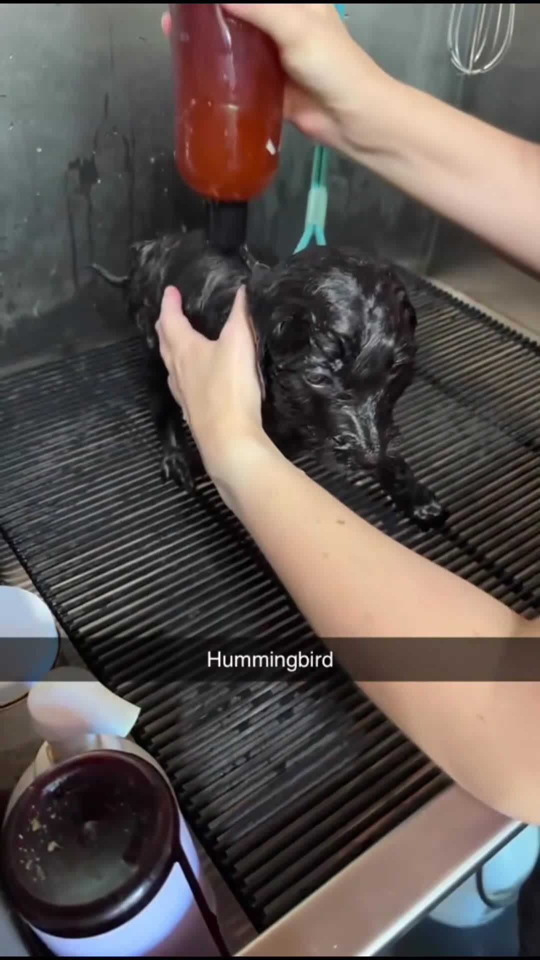Bernedoodle dogs for sale: Hummingbird - Video 1