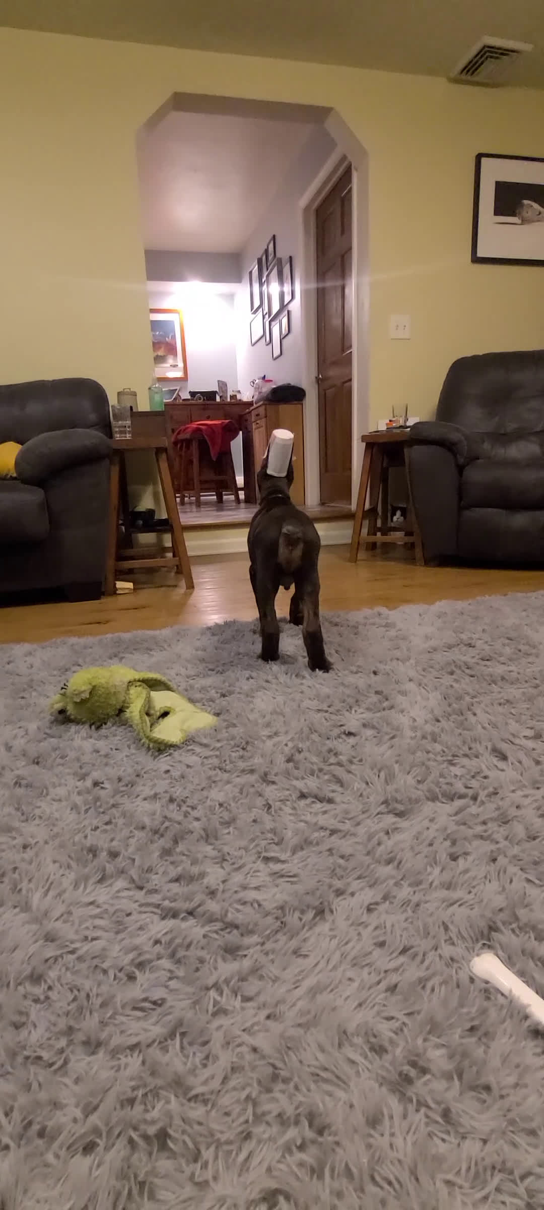 Doberman Pinscher dogs for sale: Gustav  - Video 1