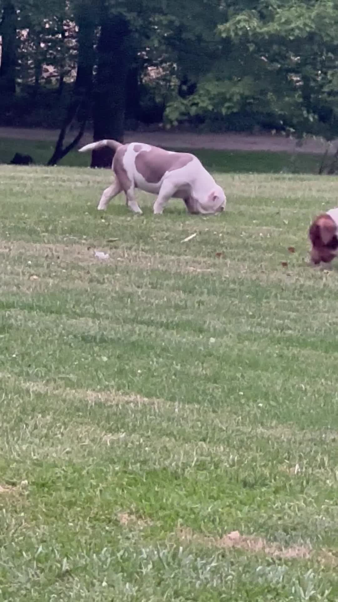 American Bully dogs for sale: Willow, pocket Bully Puppy 6 - Video 1
