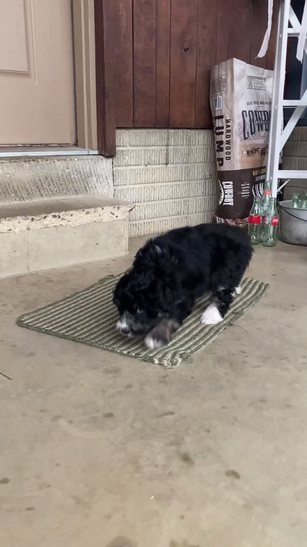 Aussiedoodle dogs for sale: Bella - Video 3