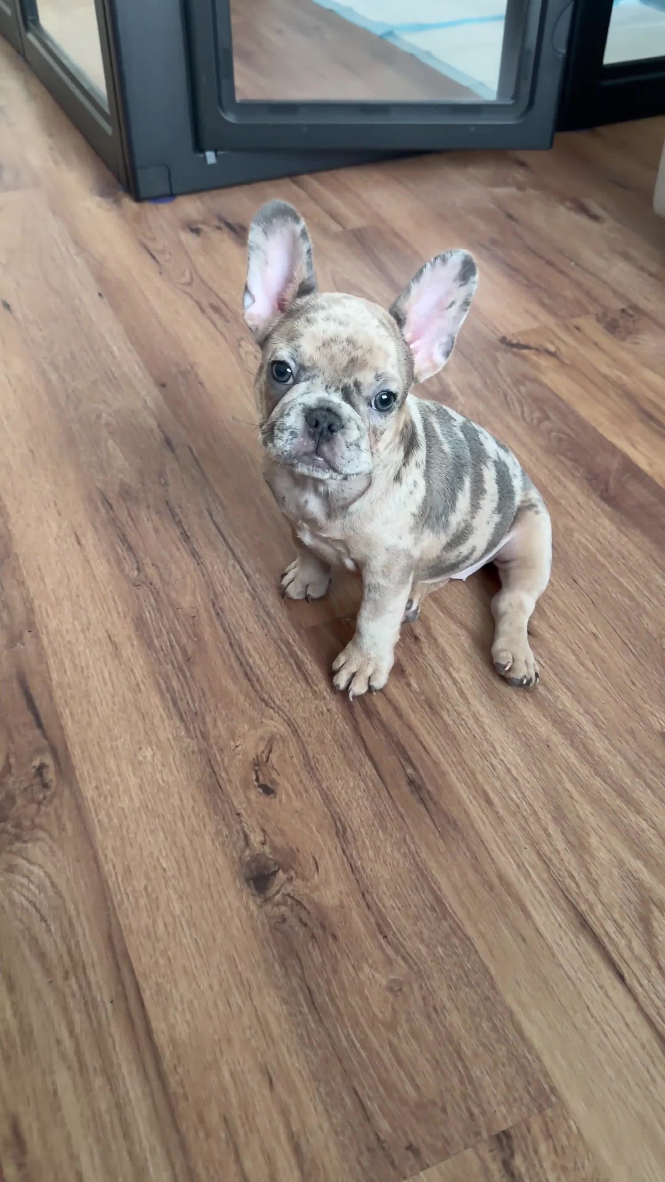 French Bulldog dogs for sale: Bailey - Video 1