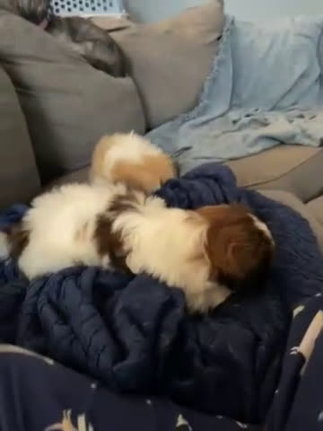 Shih Tzu dogs for sale: Lily - Video 1