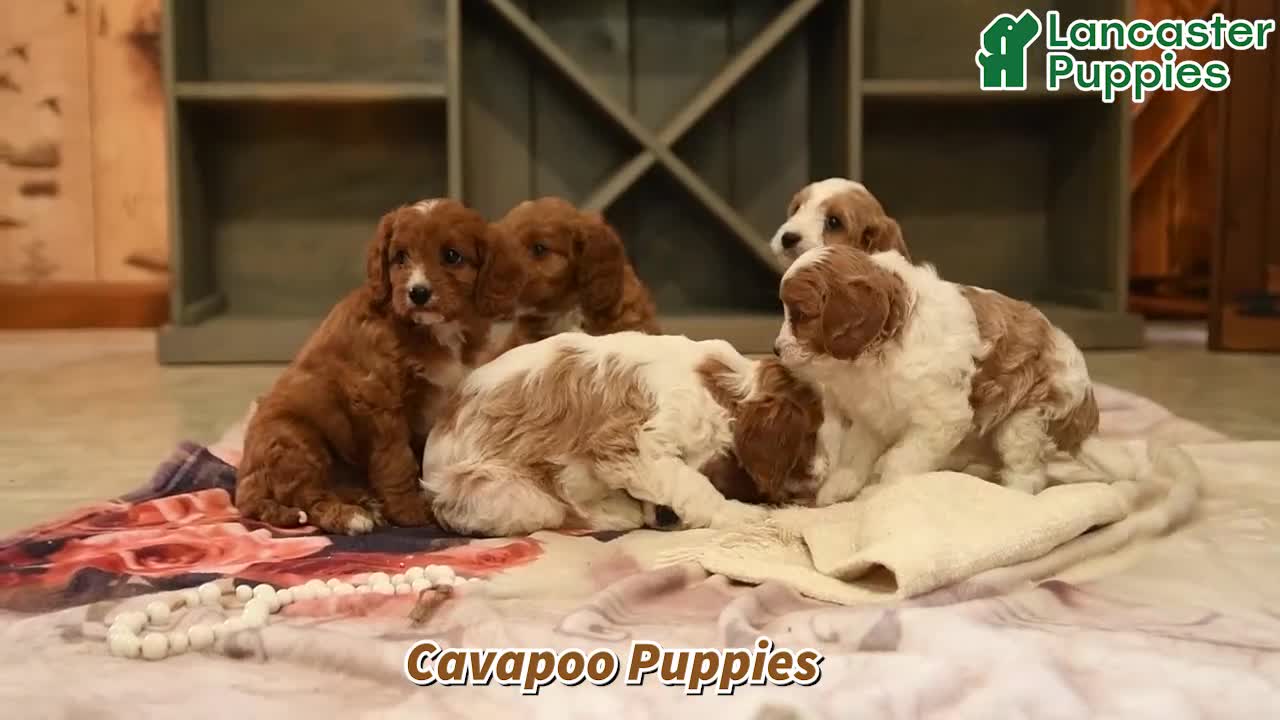 Cavapoo dogs for sale: Crissa - Video 1