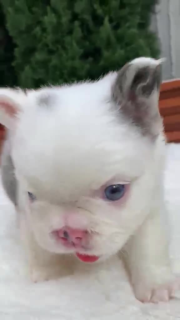 French Bulldog dogs for sale: Smokey the Bear - Video 4