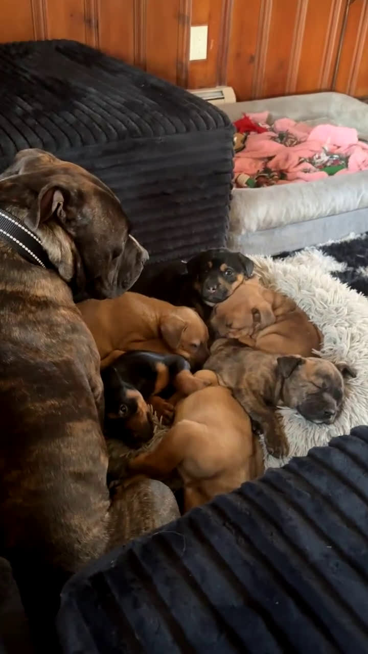 Mixed Breed dogs for sale: Mixed Breed Puppy 1 - Video 3