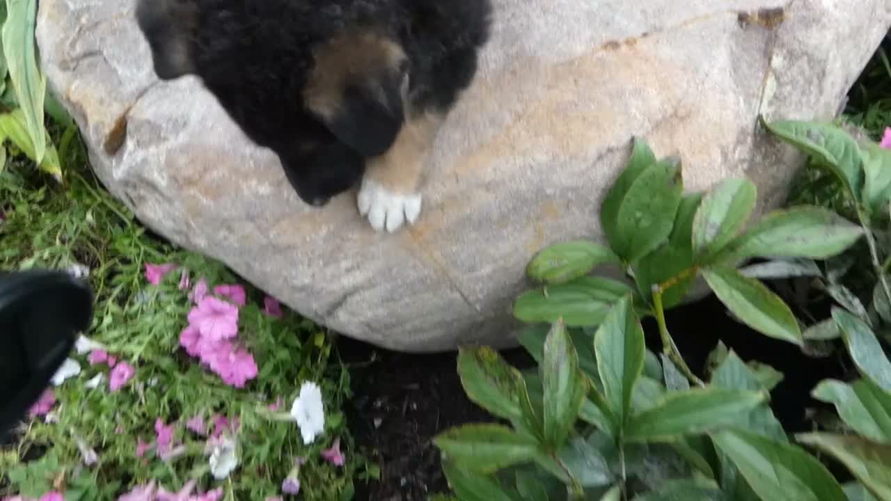 German Shepherd dogs for sale: German Shepherd Braxton 4 - Video 1