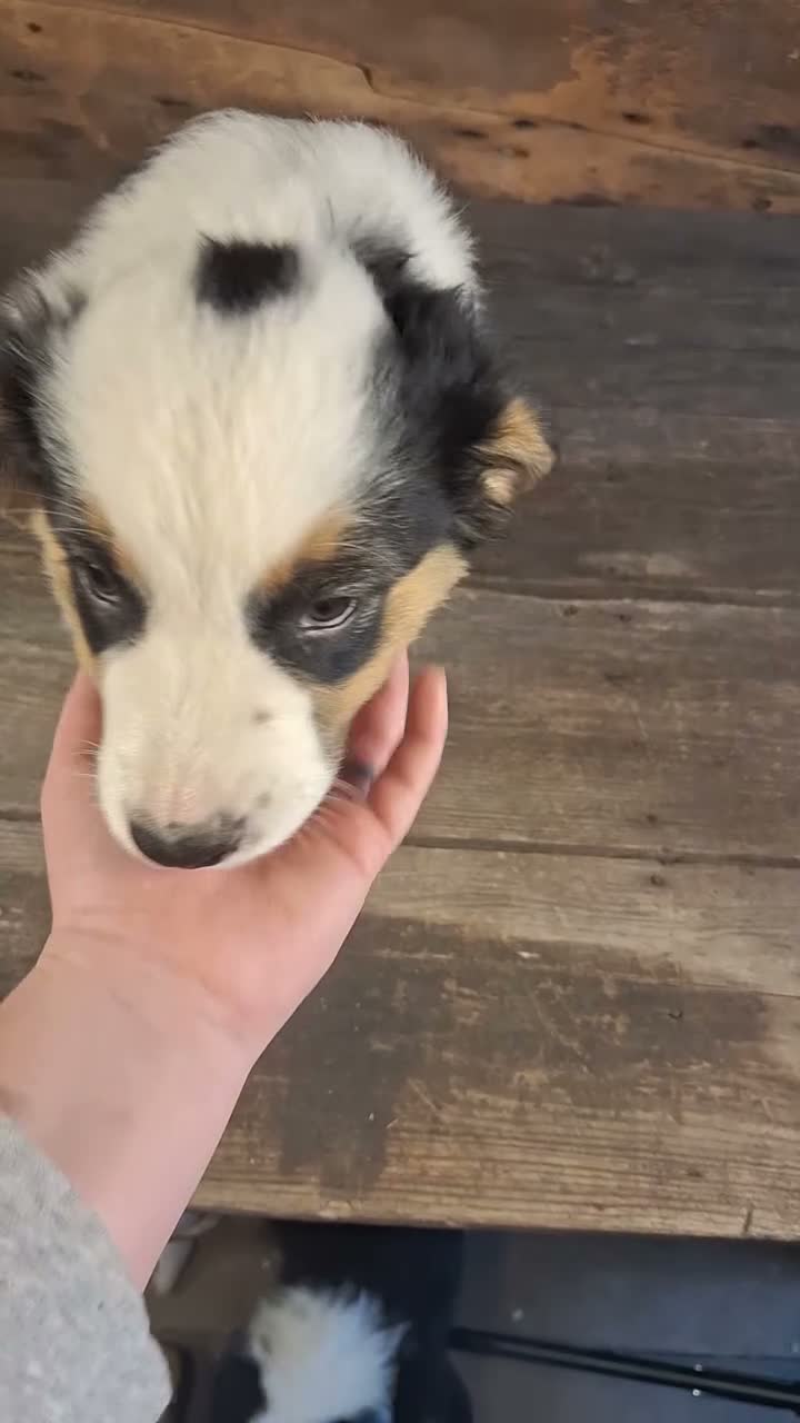 Australian Shepherd dogs for sale: Ephraim - Video 1