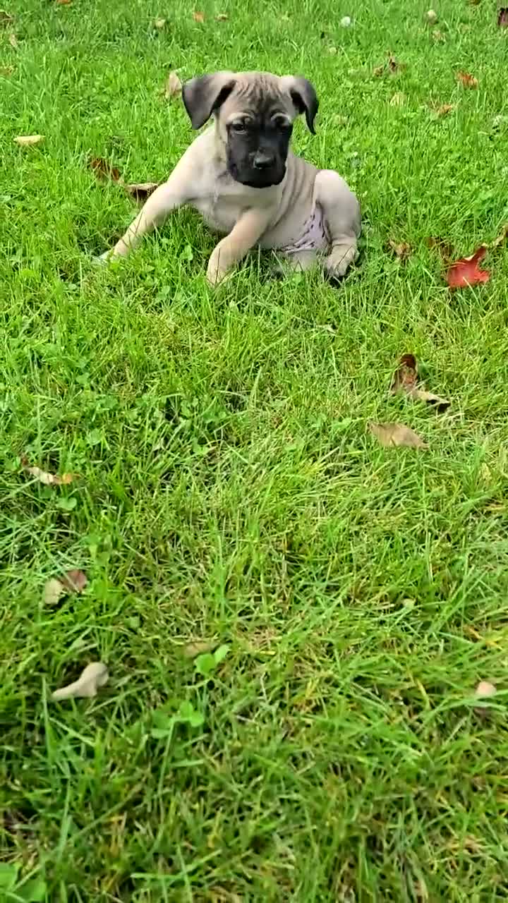 Cane Corso dogs for sale: AKC Baylar  - Video 1