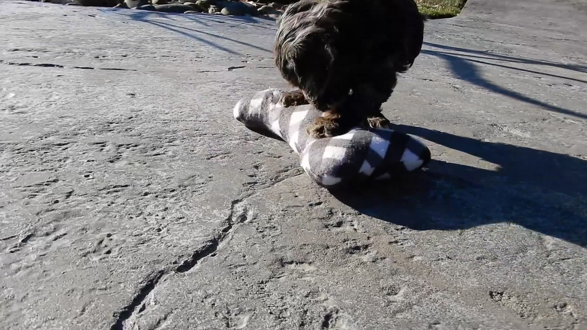 Cockapoo dogs for sale: Miley - Video 1