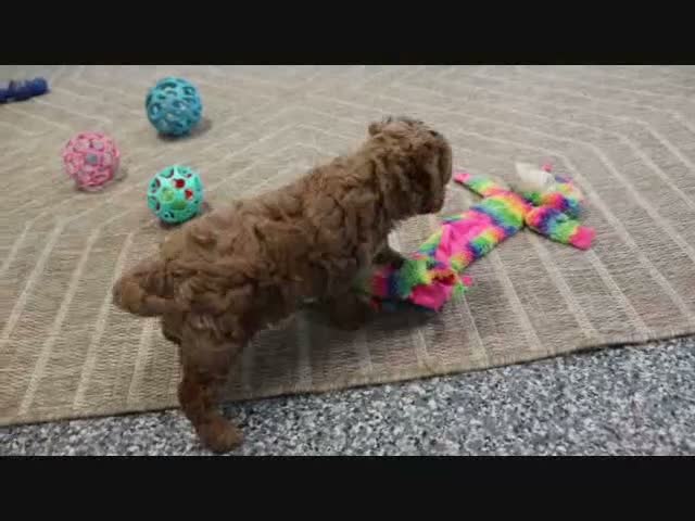 Mini Goldendoodle dogs for sale: Fallon - Video 6