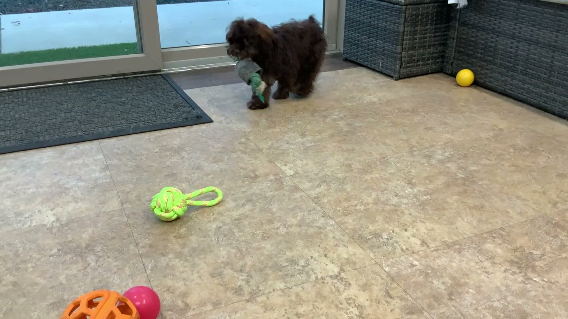 Shihpoo dogs for sale: Teddy - Video 2