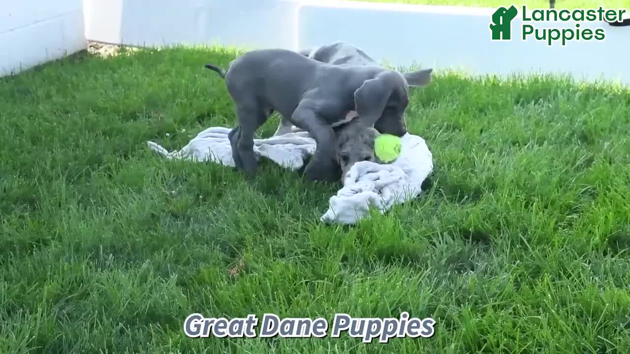 Great Dane dogs for sale: Brody - Video 1
