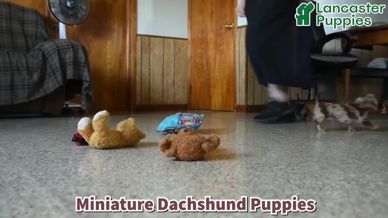 Miniature Dachshund dogs for sale: Eloise - Video 1