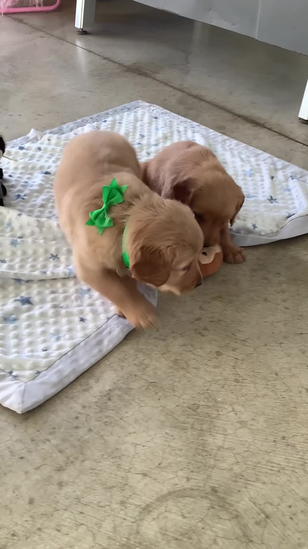 Golden Retriever dogs for sale: Golden Retriever Ticker - Video 1