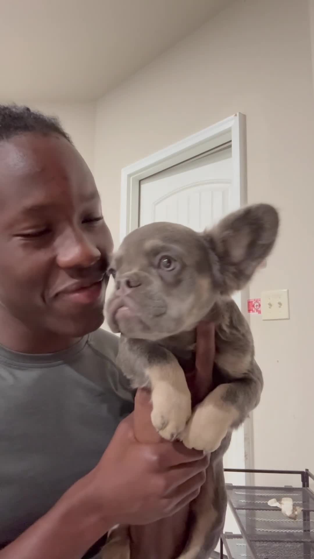 French Bulldog dogs for sale: French Bulldog 6 - Video 1
