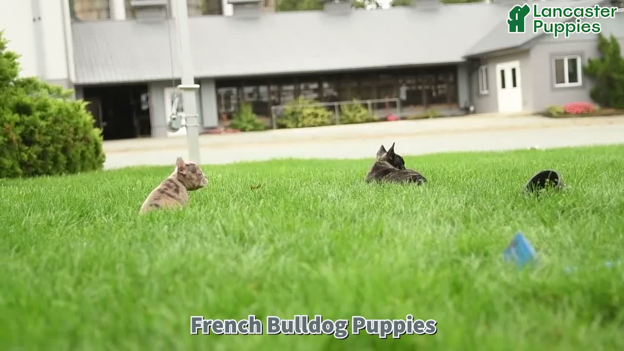 French Bulldog dogs for sale: Hadly - Video 1
