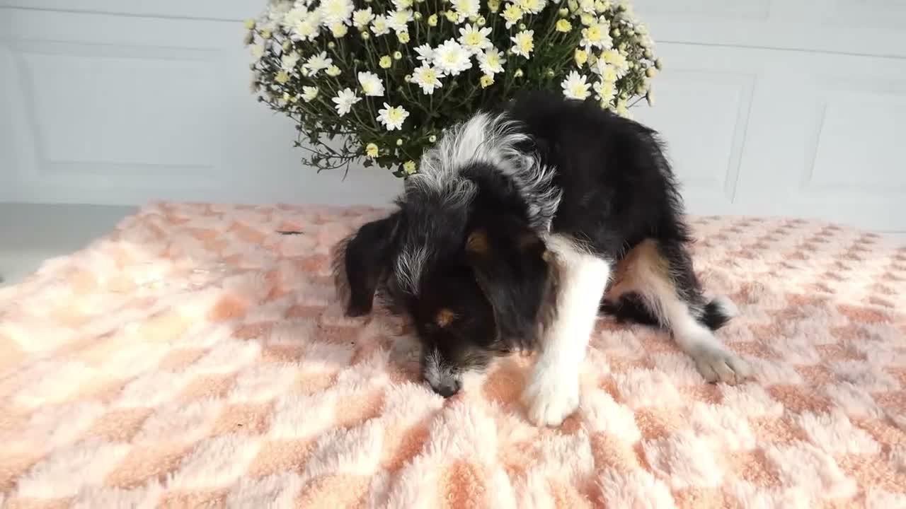 Mixed Breed dogs for sale: Mixed Breed 4   - Video 1
