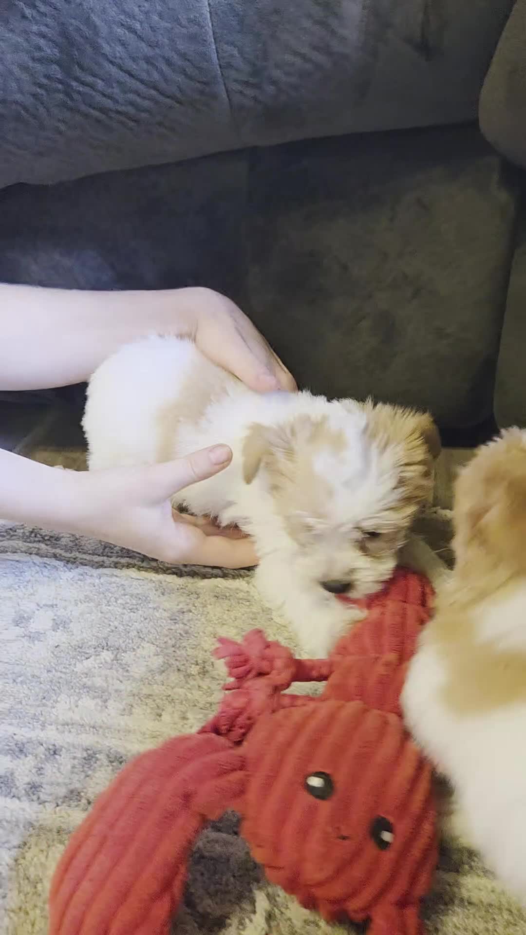 Yorkshire Terrier dogs for sale: Bunny - Video 2