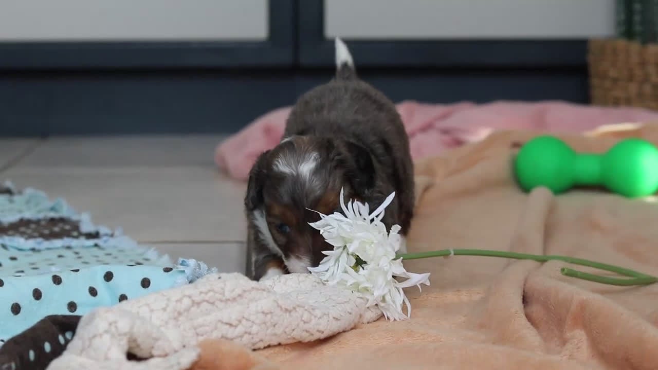 Mini Bernedoodle dogs for sale: Paige - Video 1