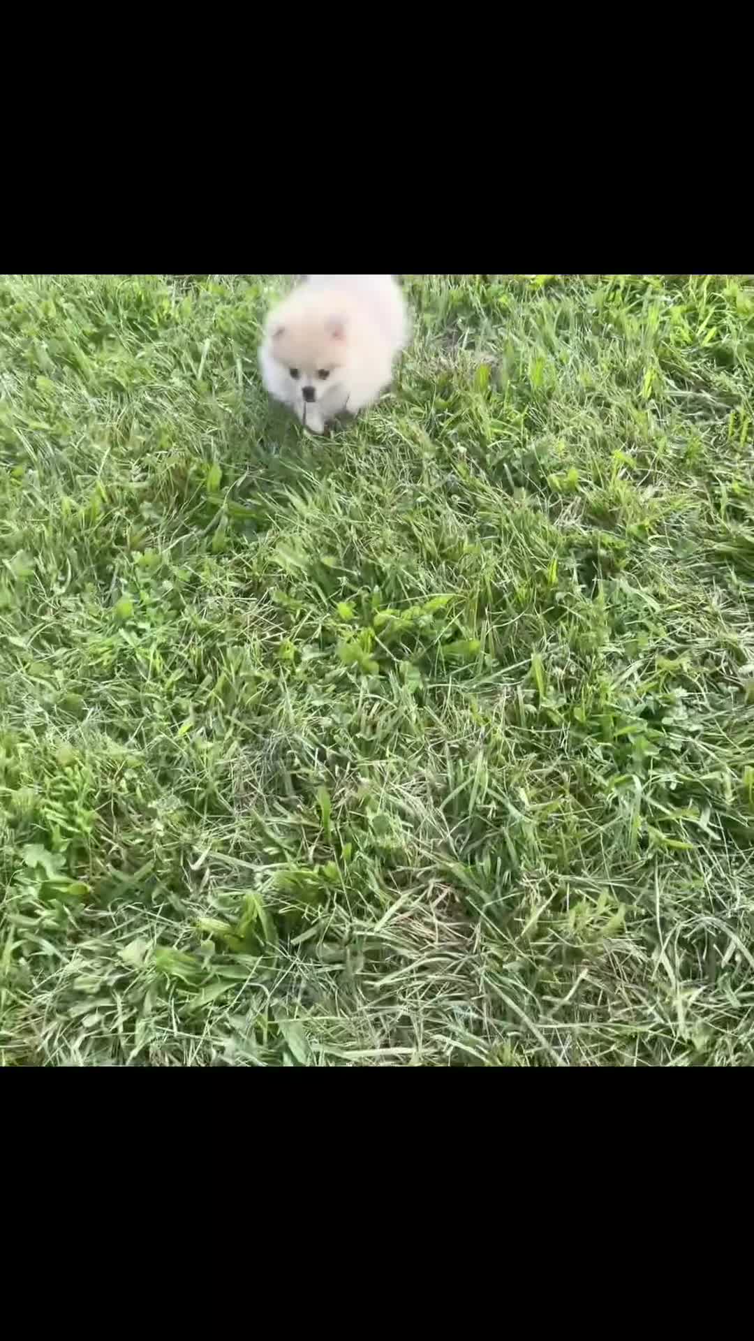 Pomeranian dogs for sale: Amira - Video 1