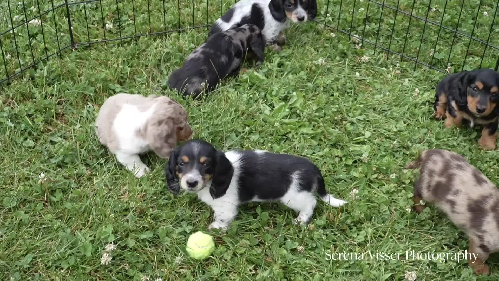 Miniature Dachshund dogs for sale: Kiwi - Video 1