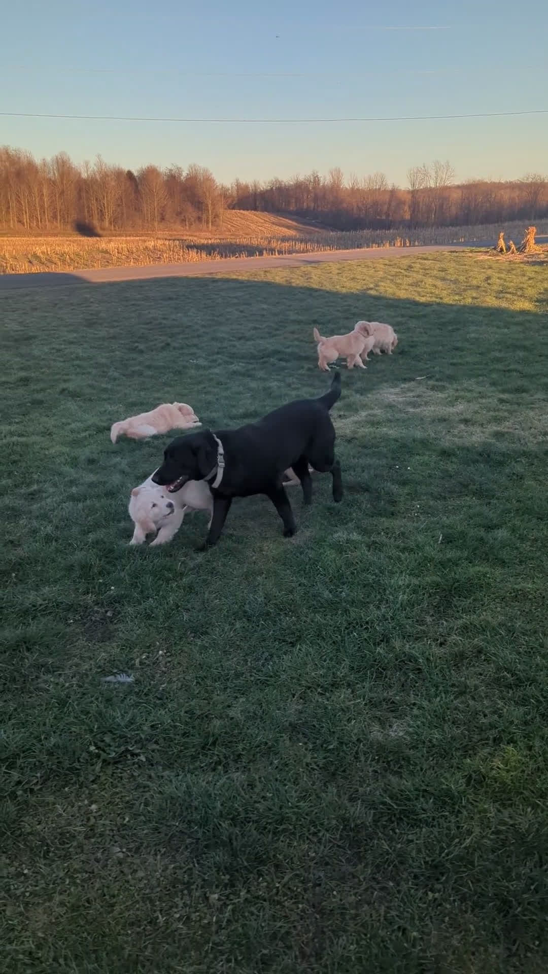 Golden Retriever dogs for sale: Hunter  - Video 2