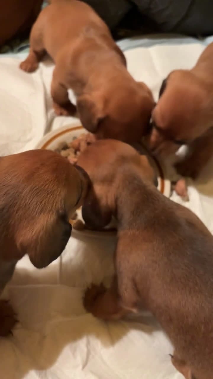 Dachshund dogs for sale: Murphy - Video 1