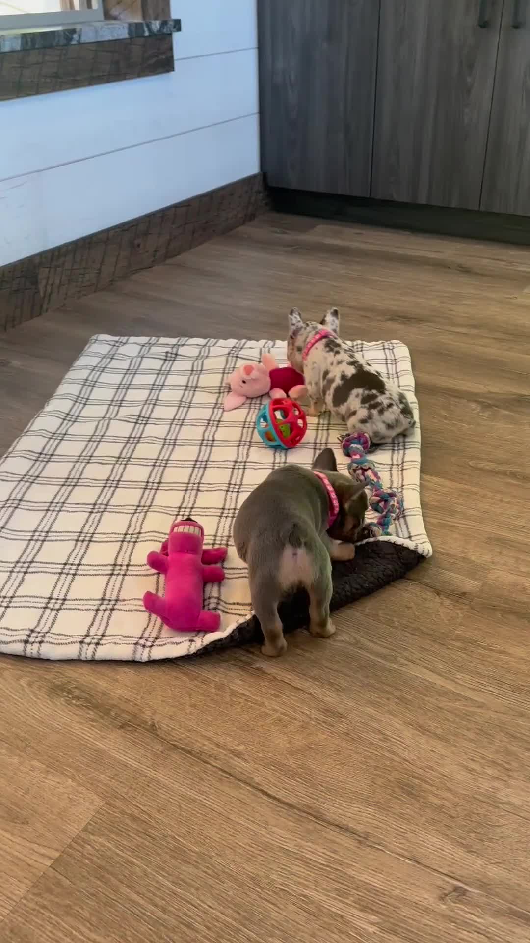 French Bulldog dogs for sale: Elsa - Video 1