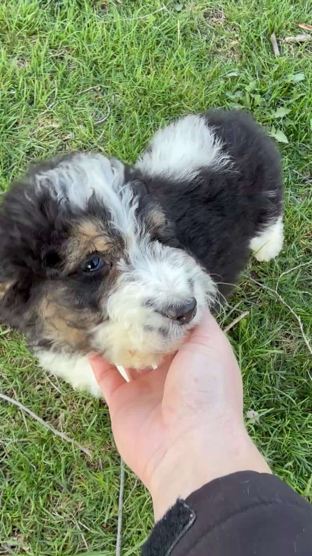 Saint Berdoodles dogs for sale: Calliope - Standard F1b - Video 1