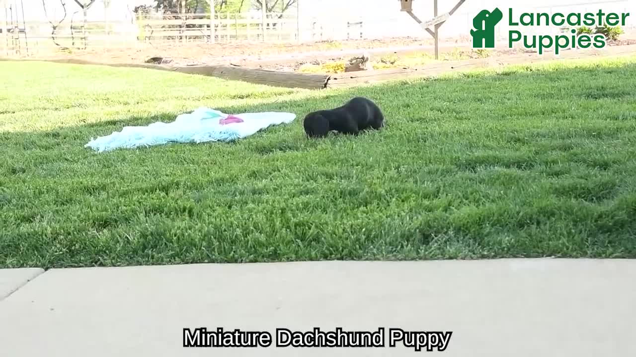 Miniature Dachshund dogs for sale: Ringo - Video 1