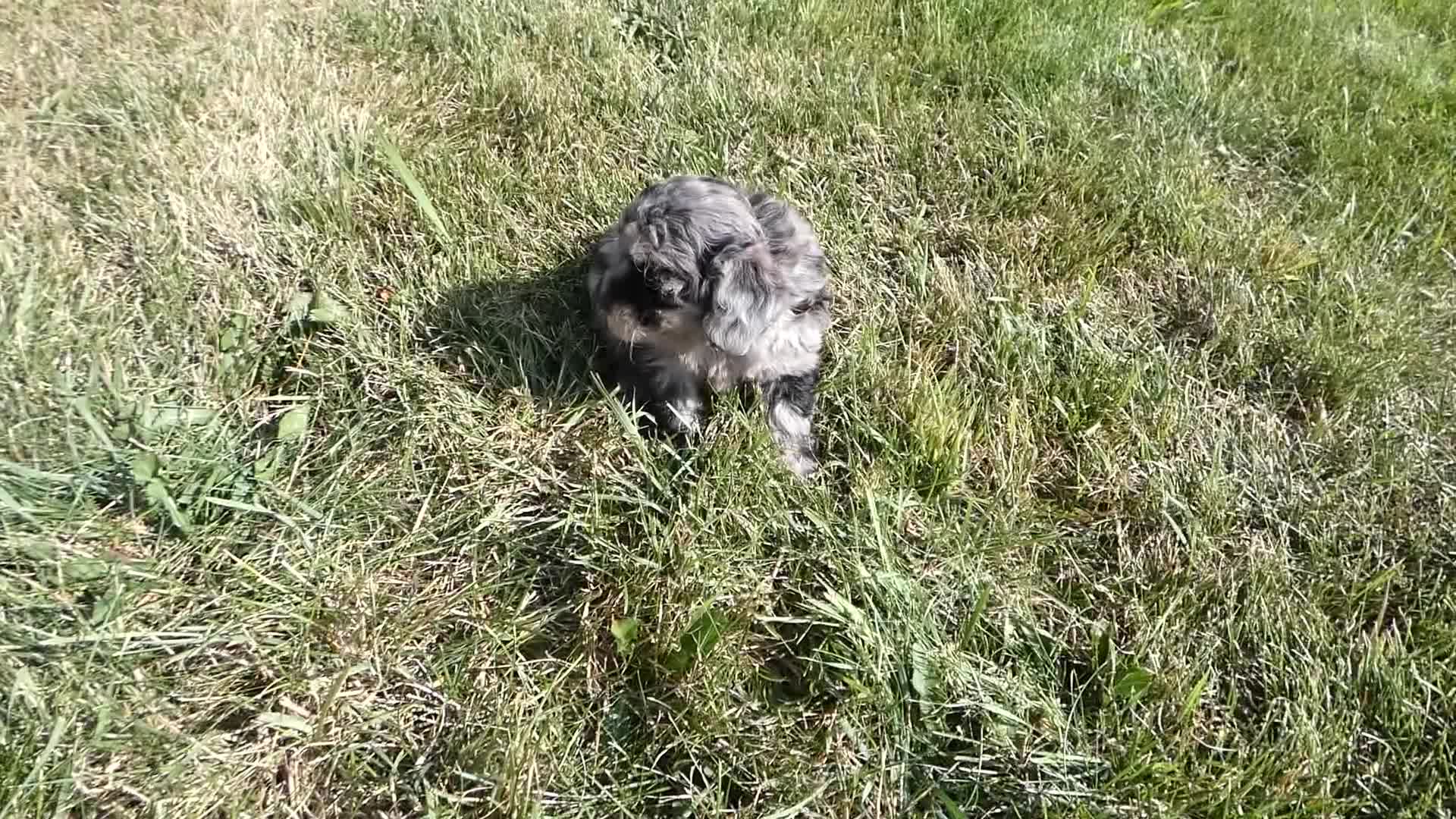 Toy Poodle dogs for sale: Toy Poodle 4 Cappuccino - Video 1