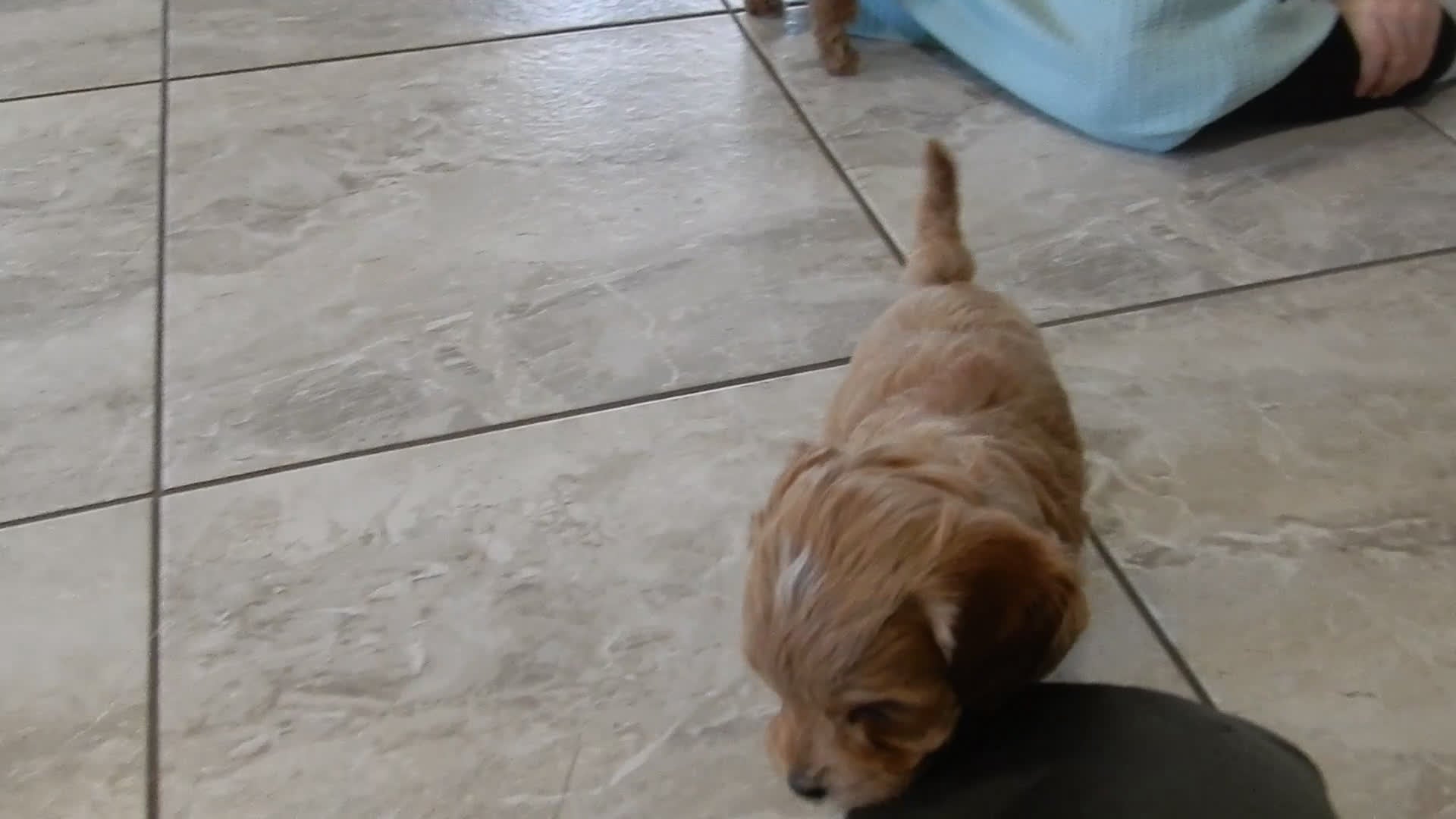 Cavapoo dogs for sale: Harley - Video 2