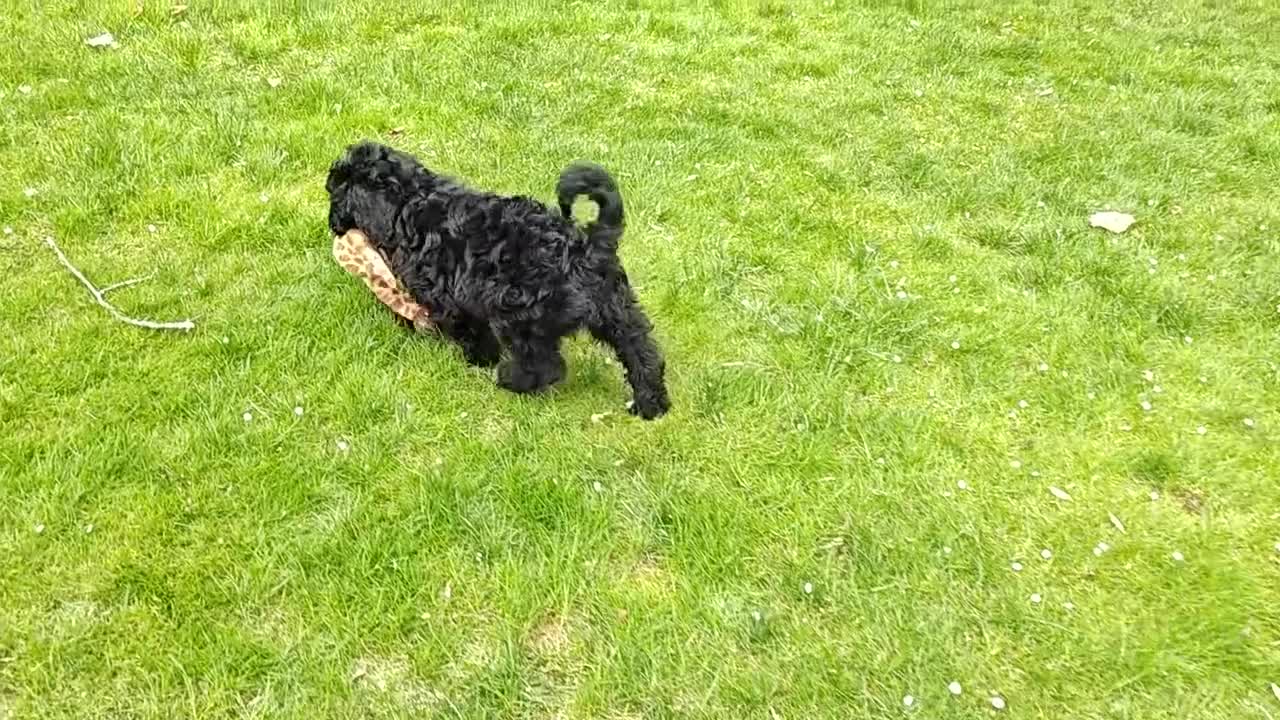 Bernedoodle dogs for sale: Espresso  - Video 1