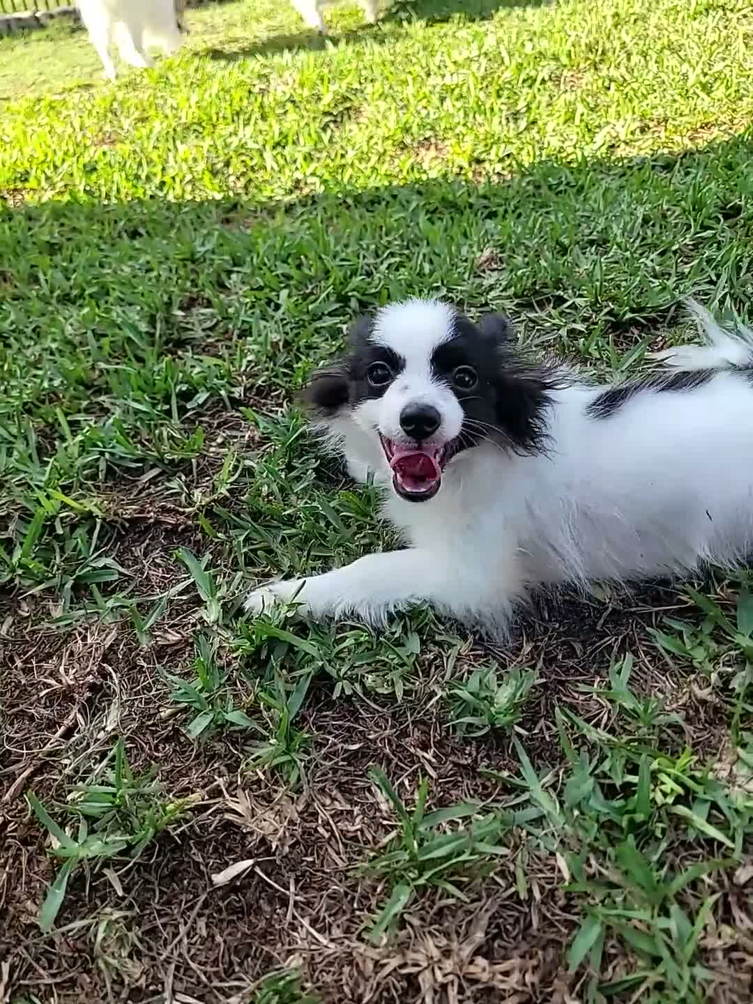 Papillon dogs for sale: Bugs - Video 1