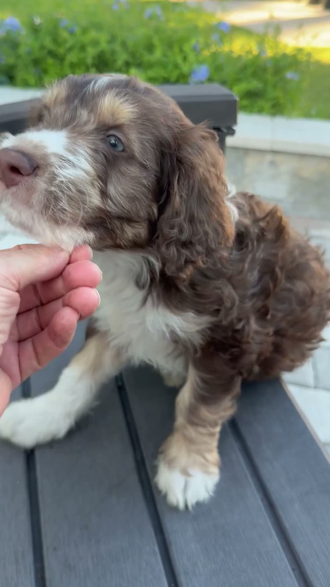Aussiedoodle dogs for sale: Aussiedoodle 5 - Video 3